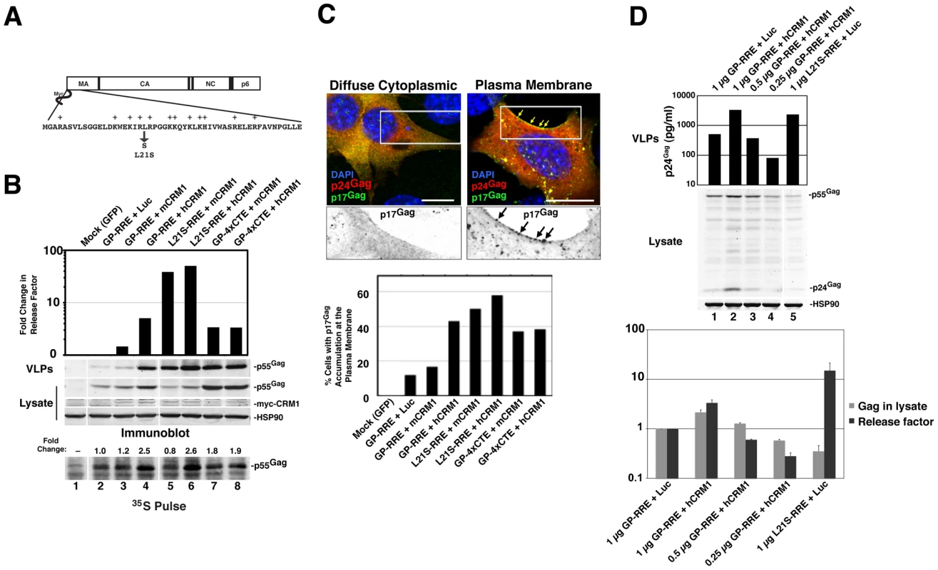 hCRM1 expression in mouse cells improves Gag assembly efficiency and trafficking to the plasma membrane.
