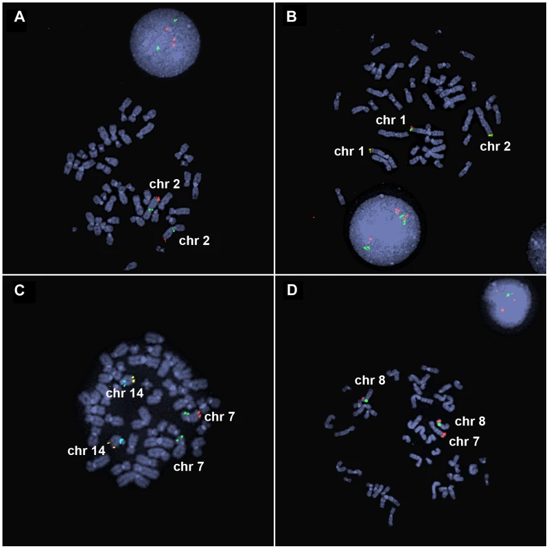 FISH analysis of inverted duplication translocation chromosomes.