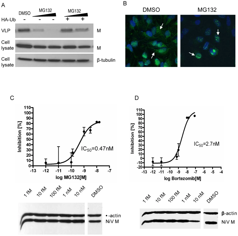 MG132 and bortezomib inhibit NiV-M nuclear export during live viral infection and reduce viral titers.