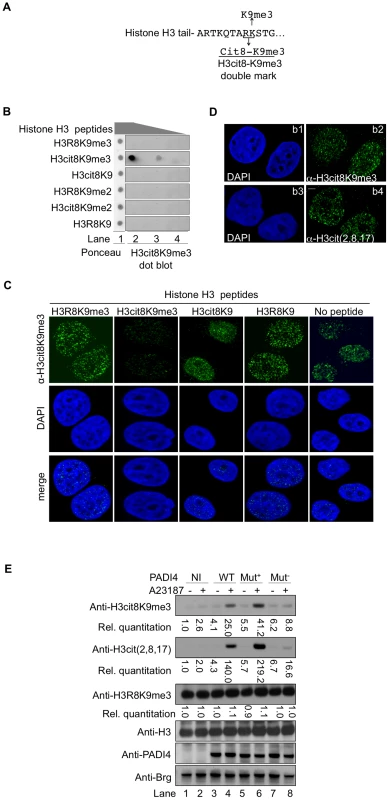 An antibody specific for histone H3cit8K9me3 reveals increased levels of this double modification catalyzed by PADI4.