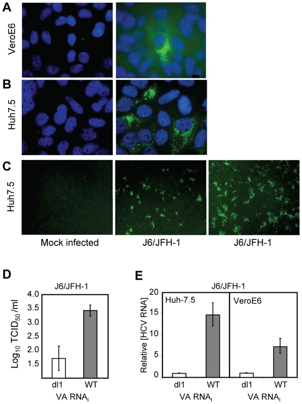 VA RNA<sub>I</sub> stimulates replication of J6/JFH-1.