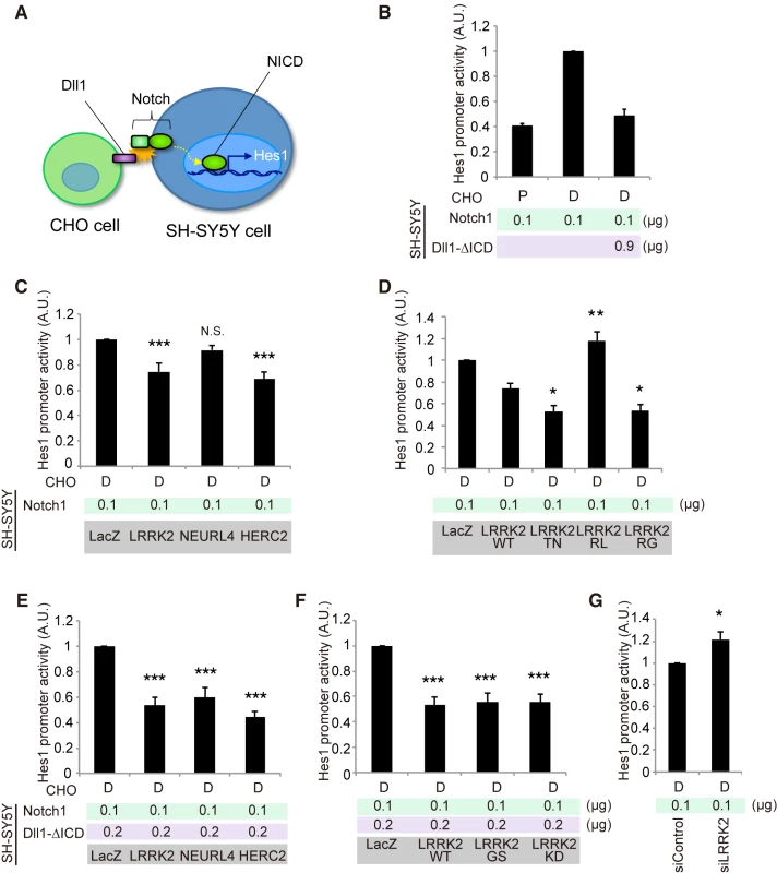 LRRK2, NEURL4 and HERC2 modulate Notch signal intensity in cultured cells.