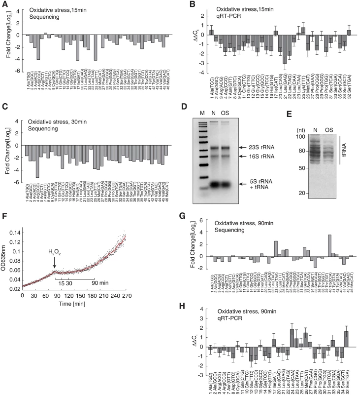Decrease of full-length tRNAs under oxidative stress.