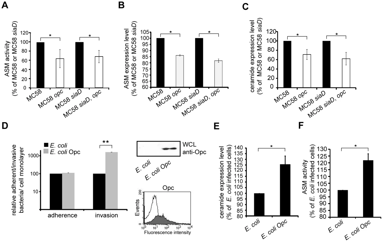 Opc protein contributes to ASM activation and ceramide cell surface release.