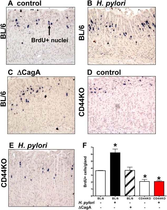 Epithelial proliferation in response to <i>H</i>. <i>pylori</i> infection of C57BL/6 (BL/6) and CD44 deficient (CD44KO) mice.