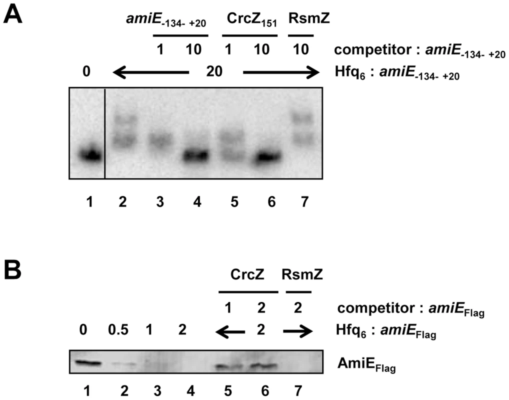 CrcZ competes with <i>amiE</i> for Hfq.