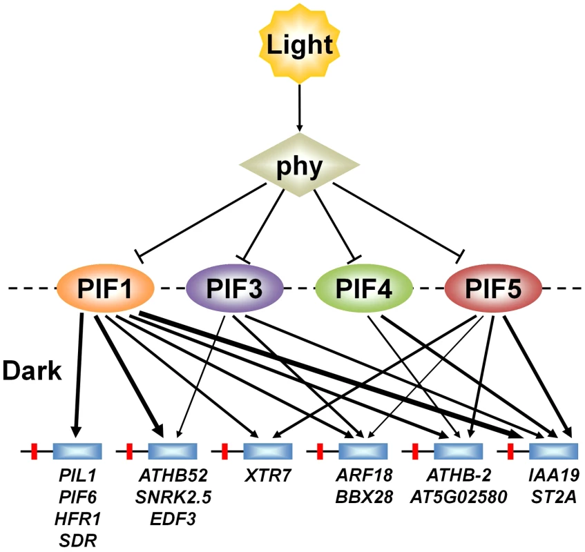 PIFs direct differential light-signal channeling to the phy-regulated transcriptional network.