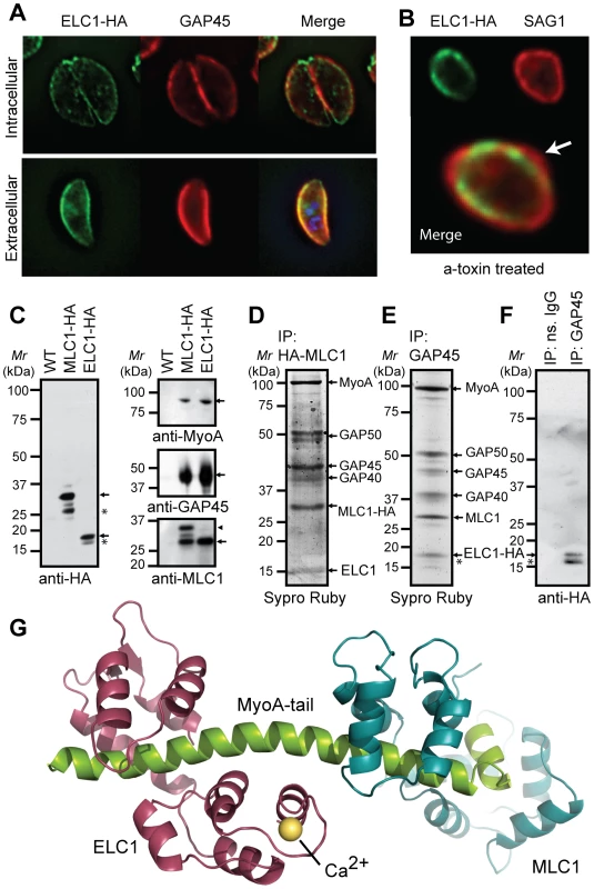 Identification of a potential Essential Light Chain of the <i>Toxoplasma</i> myosin motor.