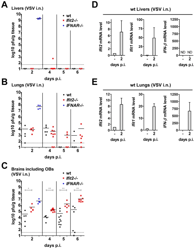 Unlike the brain, other organs of <i>Ifit2<sup>−/−</sup></i> mice are not more susceptible to intranasal VSV infection.