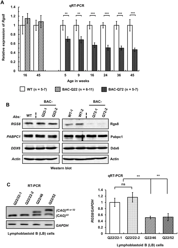 Decreased steady-state levels of <i>Rgs8</i> message and protein in BAC-Q72 mice.
