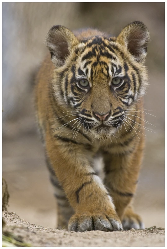 Sumatran Tiger cub.