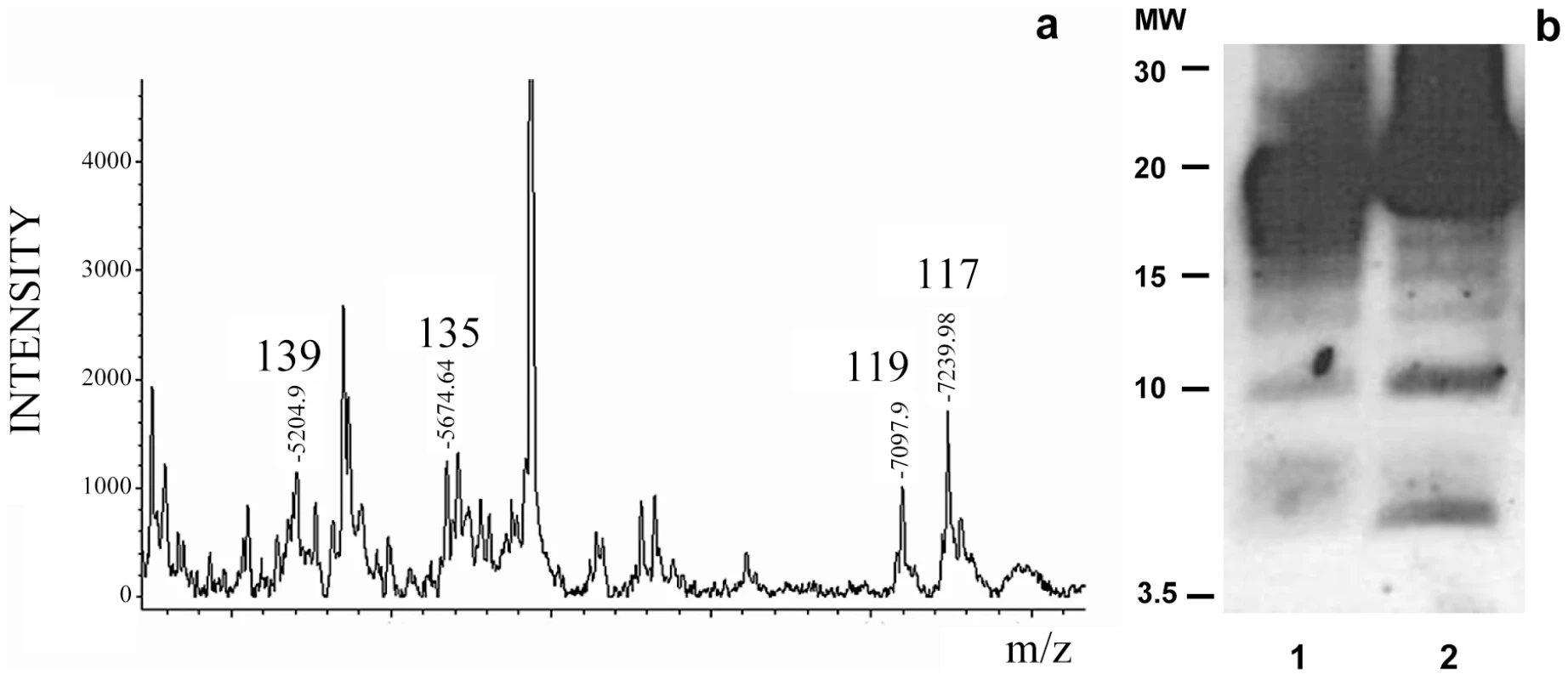 Limited proteolysis of sPrP<sup>Sc</sup>. a: MALDI-TOF spectrum of sPrP<sup>Sc</sup> treated with 1 µg/ml of PK.