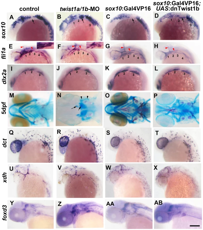 Twist1 genes are required for ectomesenchyme specification in zebrafish.