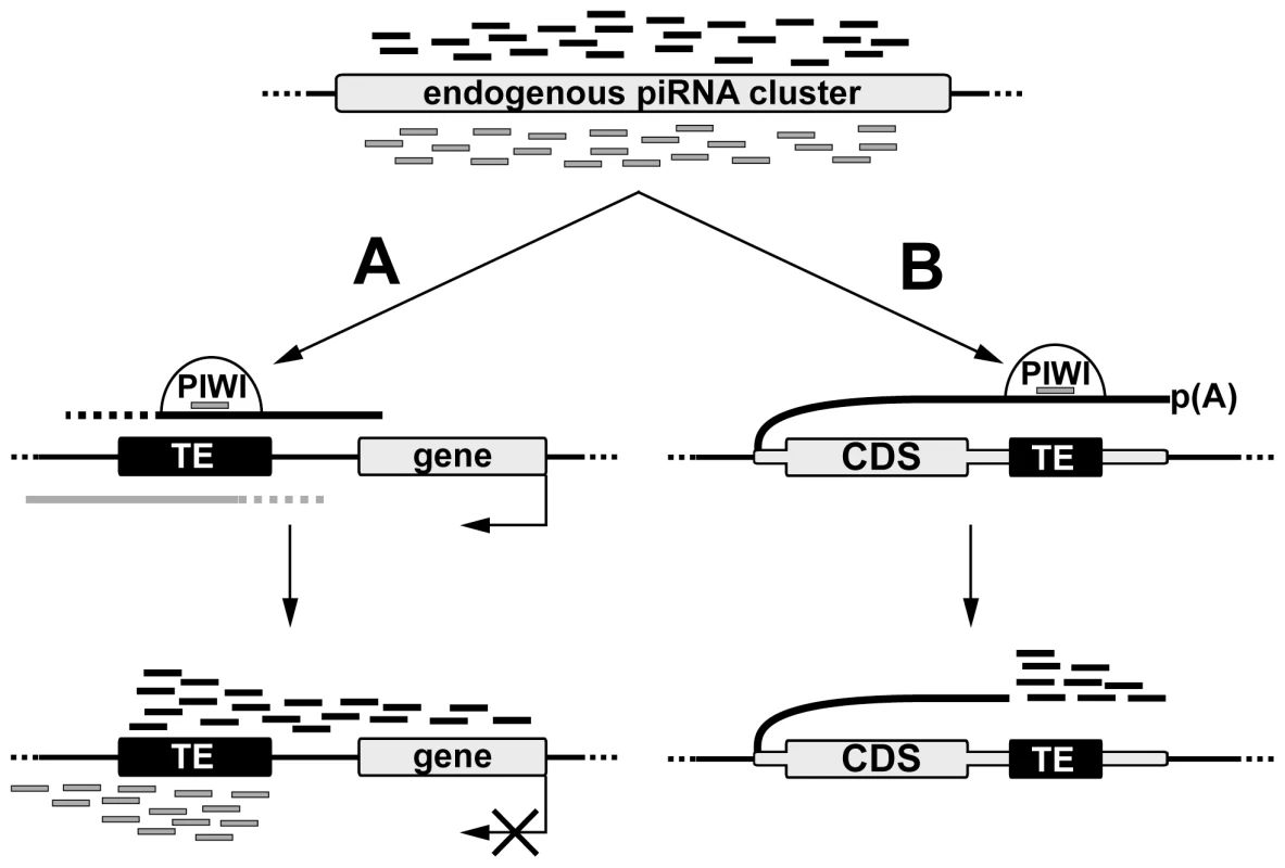 A model of <i>de novo</i> piRNA cluster establishment at euchromatic copies of TEs.
