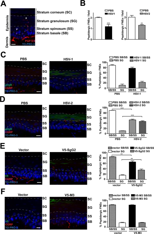 V5-SgG2 transfection in the epidermis modifies the termination site of peptidergic FNE.