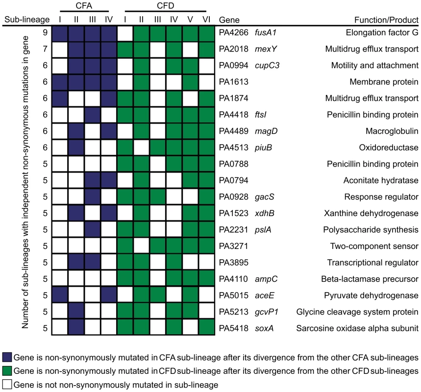 Pathoadaptive genes convergently mutated in CFA and CFD sub-lineages.
