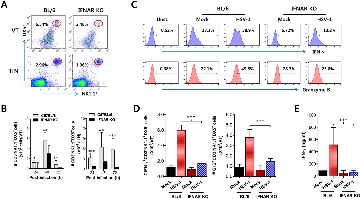 IFN-I signaling is involved in connected recruitment and activation of NK cells to CD11b<sup>+</sup>Ly-6C<sup>hi</sup> monocytes.