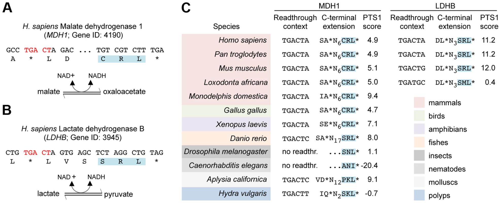 Translational readthrough derived PTS1 motifs of MDH1 and LDHB are conserved in animals.
