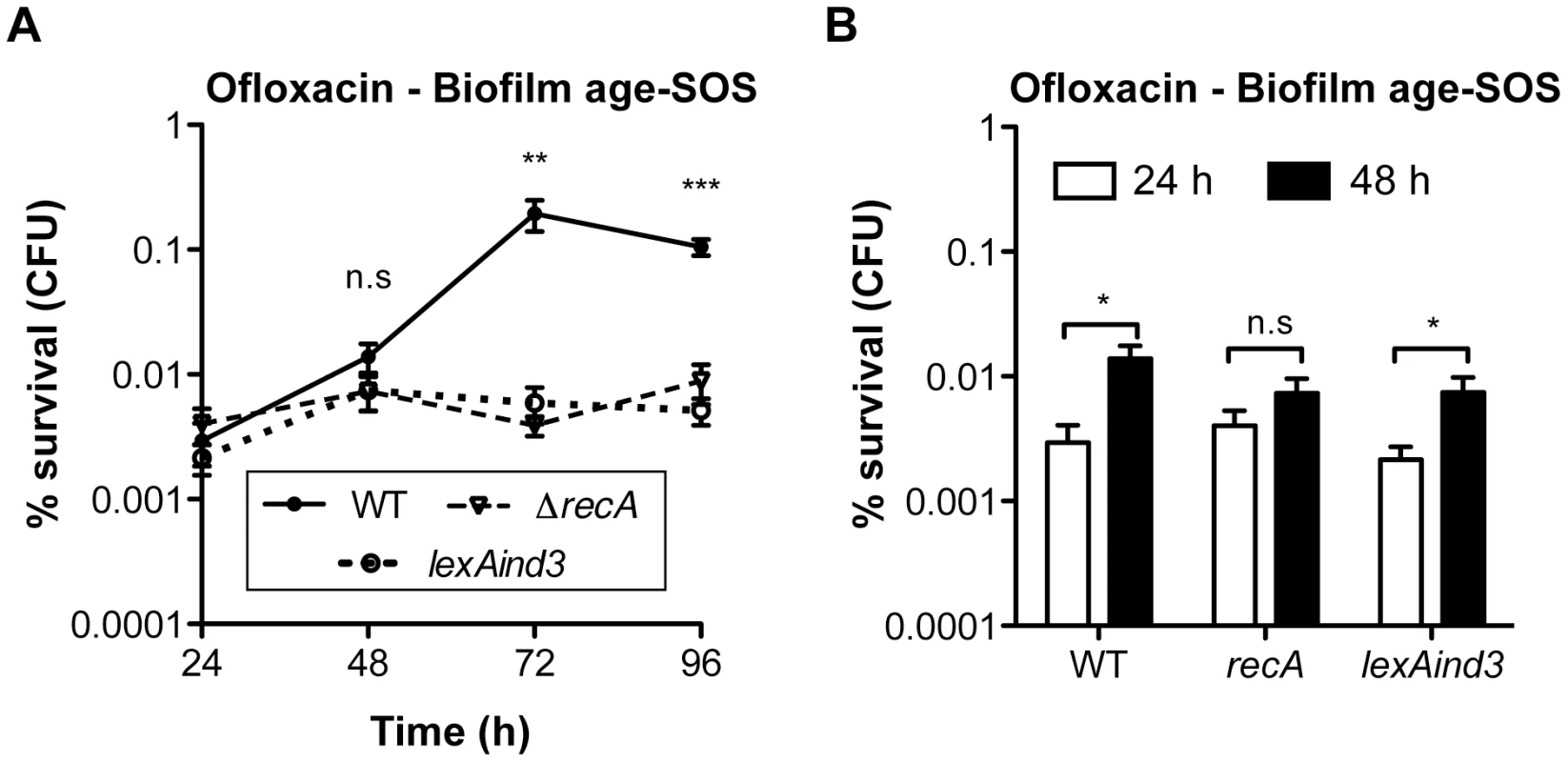 Ofloxacin tolerance in aging biofilms is SOS-response-dependent.