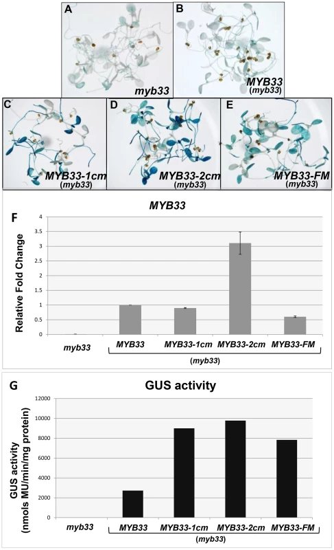 Quantification of <i>MYB33</i> expression using the GUS reporter system.