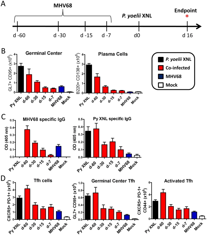 Acute, but not latent, MHV68 infection results in suppressed humoral response.