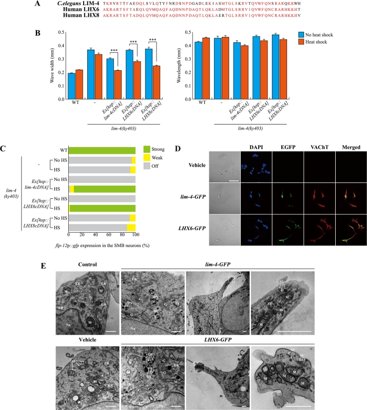 <i>C</i>. <i>elegans</i> LIM-4 or human LHX6 induces expression of cholinergic makers and neuronal characteristics in human neuroblastoma cells.