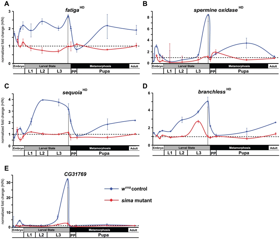Temporal expression of HIF-dependent hypoxic response genes.