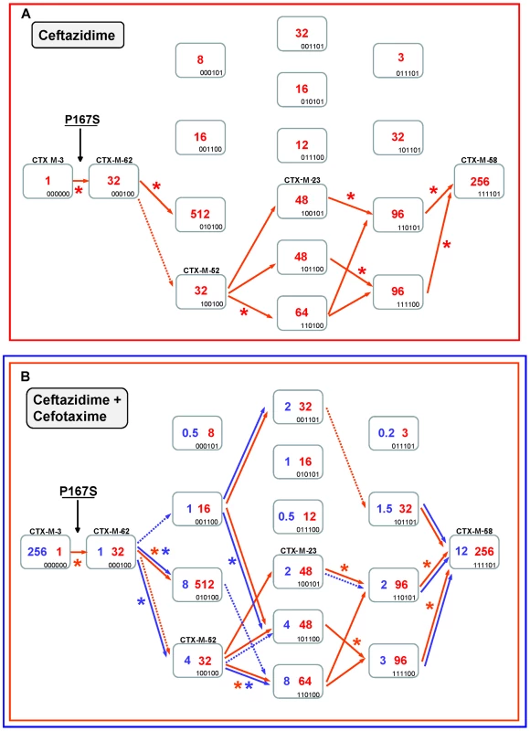 Mutational pathways showing the diversification of CTX-M-3 towards the most evolved variants, determined by step-by-step site-specific mutagenesis: the P167 pathway.