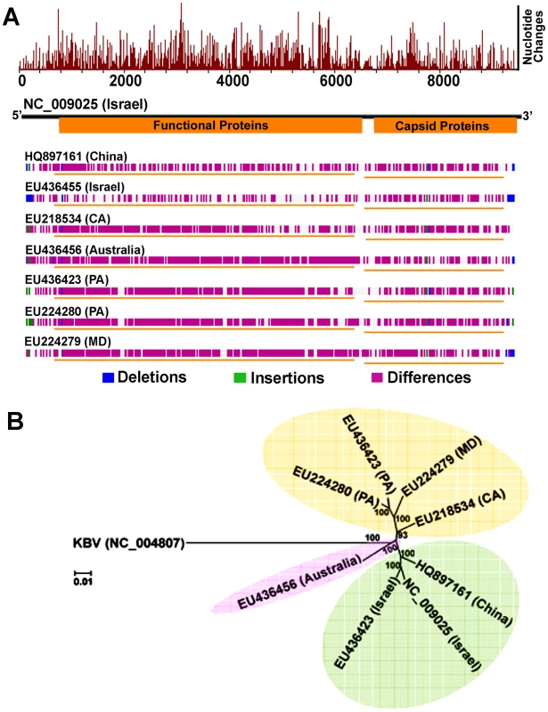 Genome-wide sequence diversity and phylogenetic relationship of IAPV isolates.