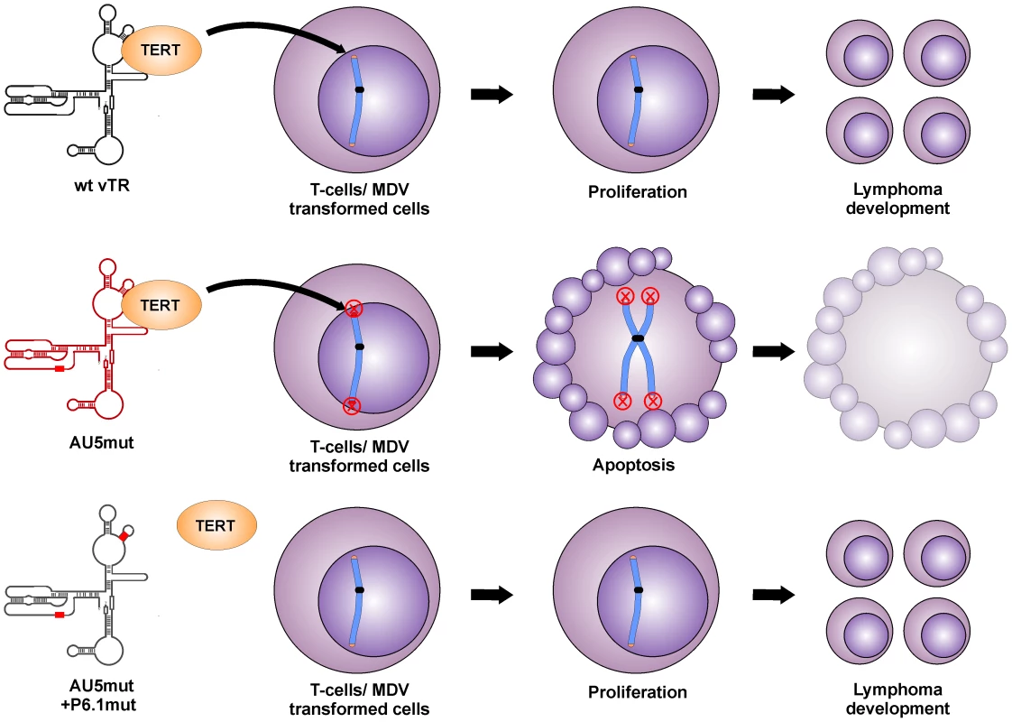Proposed model for abrogation of tumor induction by mutant template sequence vTR through incorporation of mutant telomere sequences in transformed T cells.