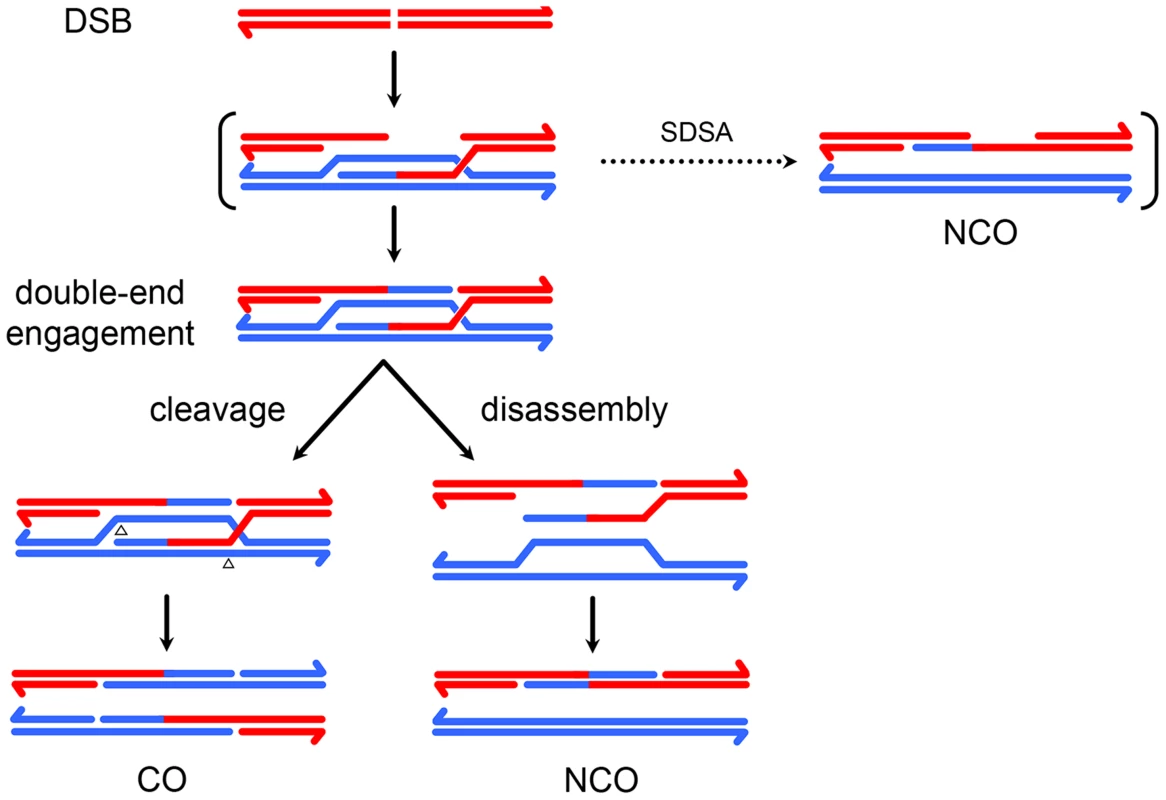 A model for meiotic recombination in <i>Drosophila</i>.