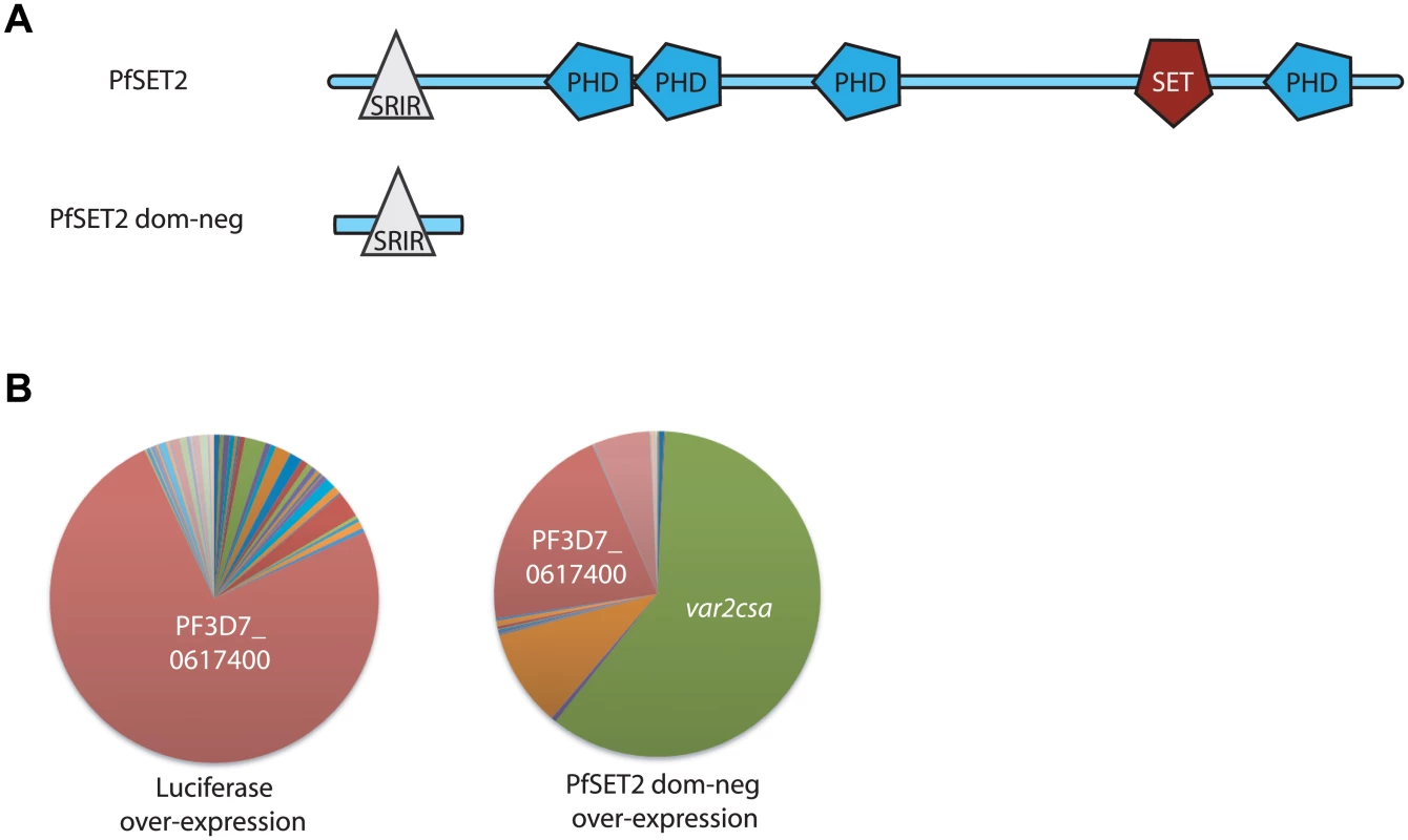 Effect of over-expression of PfSET2 dom-neg on <i>var</i> gene expression.