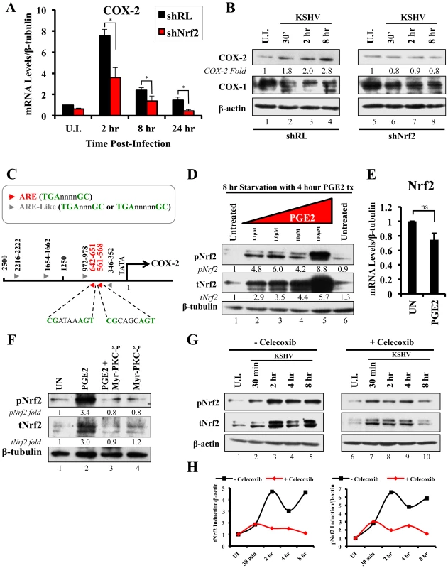 KSHV infection and the Nrf2-COX-2-PGE2 loop.