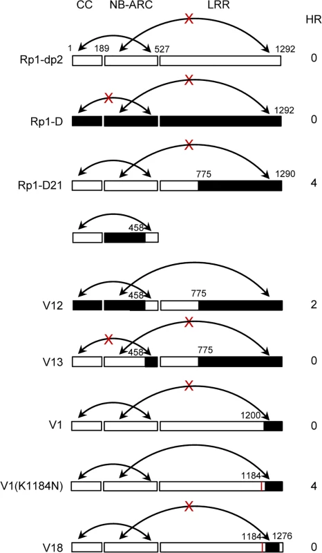 Schematic diagram of the intra-molecular interactions and HR phenotype of the constructs indicated, summarizing the data shown in <em class=&quot;ref&quot;>S7 Fig</em>. in which the various domains were co-expressed and co-immunoprecipitated <i>in trans</i>.