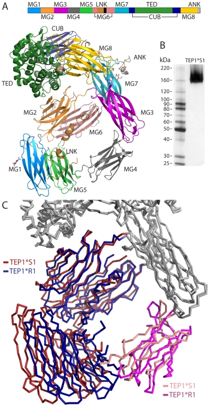 Overview of TEP1*S1 structure.
