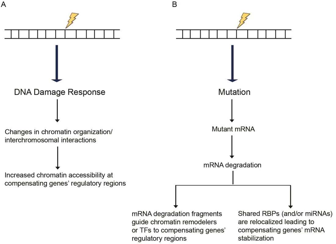 Proposed models of transcriptional adaptation.