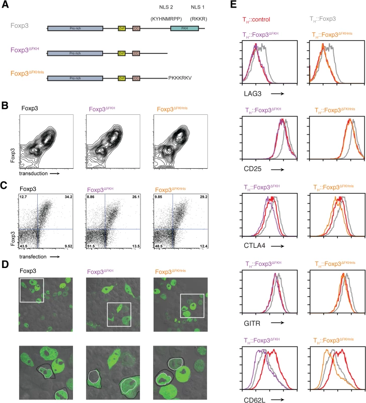 The role of nuclear localisation signals in the forkhead domain of Foxp3.