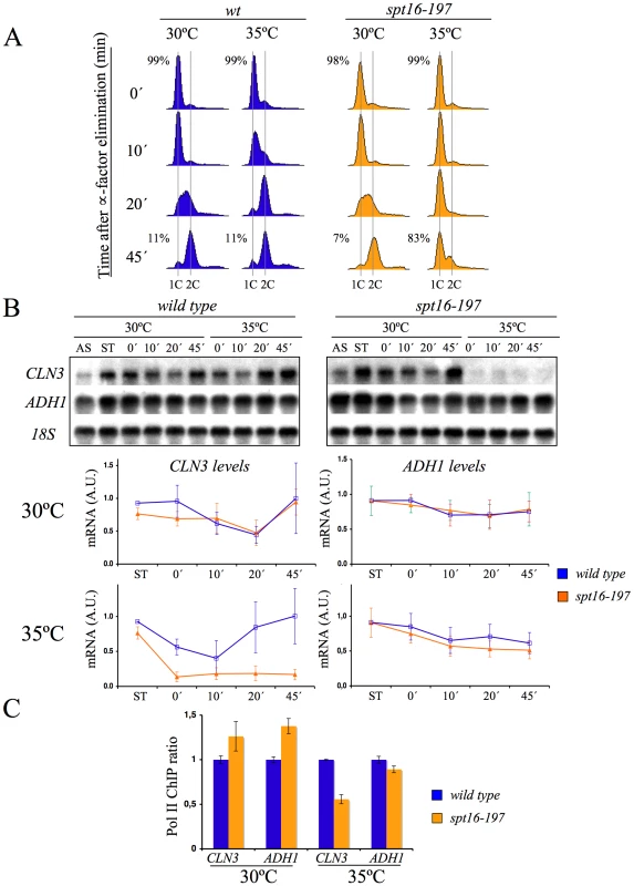 <i>CLN3</i> expression is down-regulated after Spt16 inactivation.