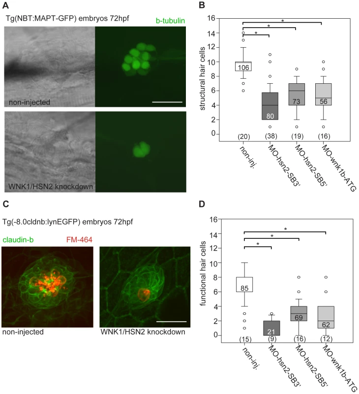 WNK1/HSN2 knockdown leads to abnormal neuromast development.