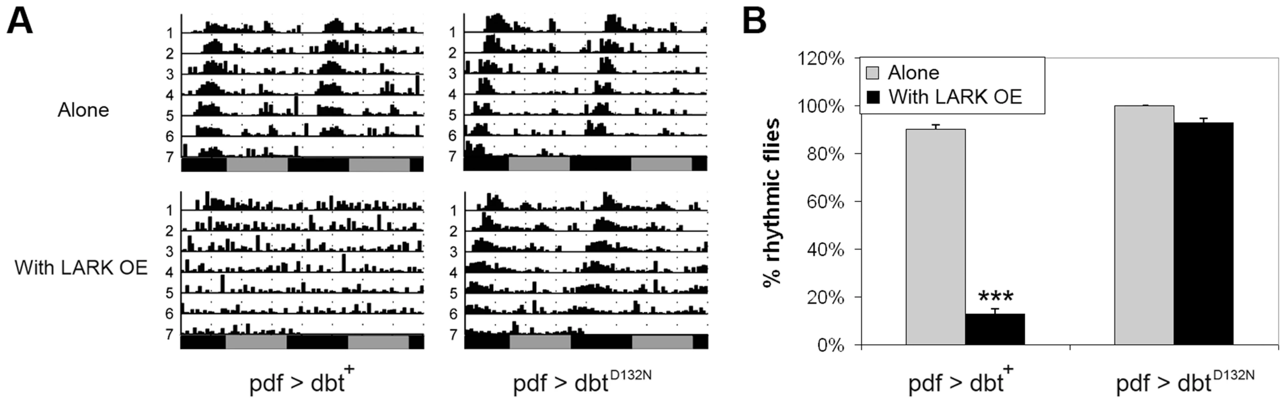DBT kinase activity is required for the LARK OE phenotype.