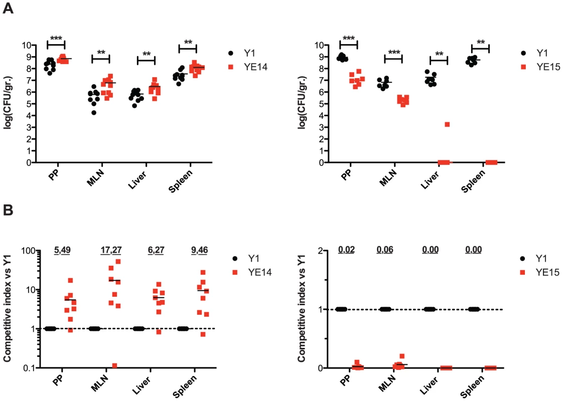 Influence of enhanced invasin and RovA levels on <i>Y. enterocolitica</i> O:3 virulence.