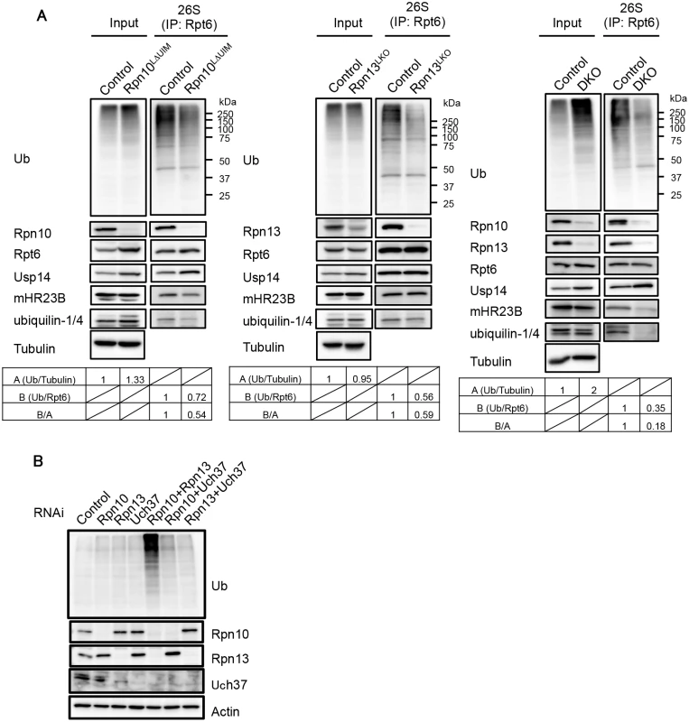 Defective binding of ubiquitinated and UBL-UBA proteins to Rpn10ΔUIM/ΔRpn13 proteasomes.