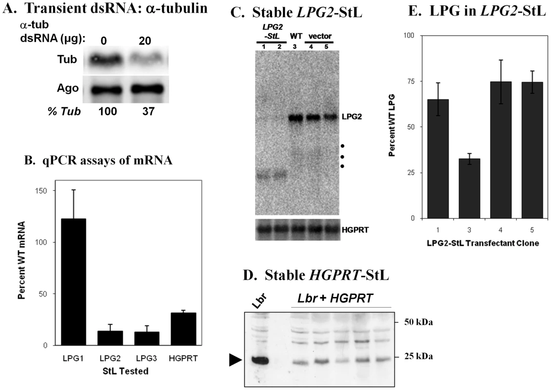 RNAi of endogeneous <i>Leishmania braziliensis</i> genes: effects on mRNA, protein or LPG expression.
