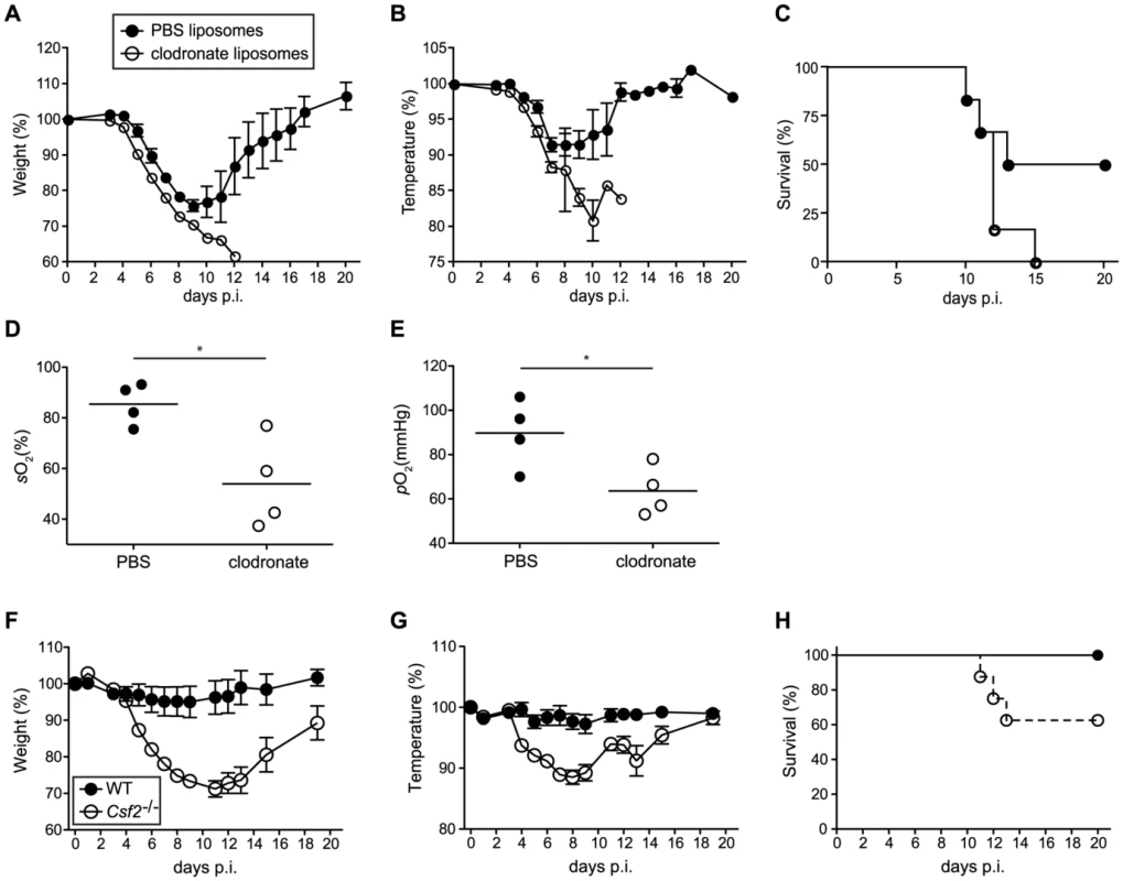 Increased morbidity and respiratory failure in mice upon selective depletion of alveolar macrophages prior to pulmonary virus infection.