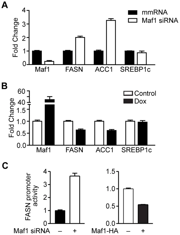Maf1 negatively regulates fatty acid synthase (FASN) and acetyl-coA carboxylase (ACC1) expression.