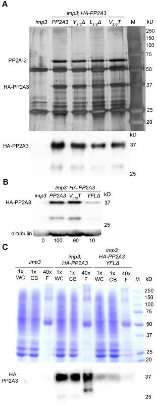 HA-PP2A3 interacts with a scaffold subunit protein and localizes to the flagella.