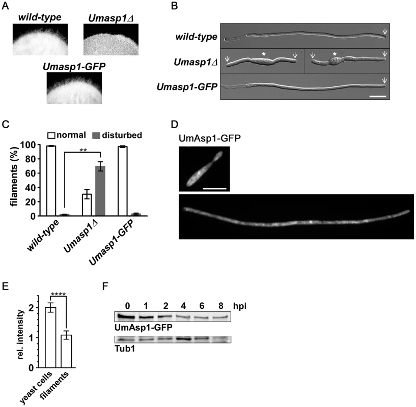 Loss of UmAsp1 causes defects in filamentous growth.