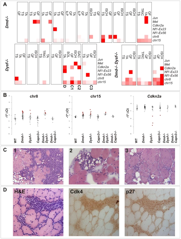 Genetic alterations frequently found in sarcomas are detectable in dystrophic skeletal muscle from clinically tumor-free mice.