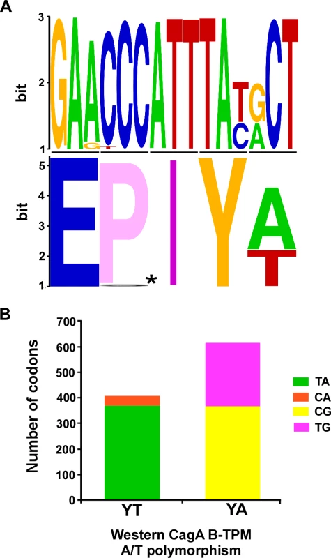 Polymorphisms of the Western CagA B-TPMs and their codons.