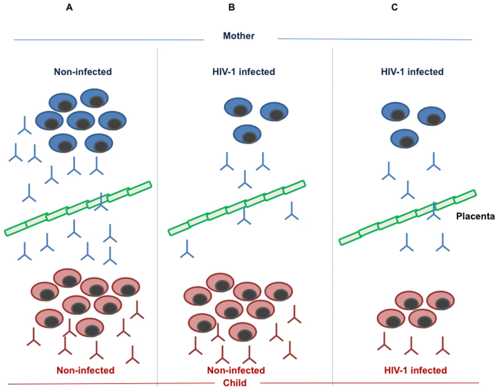 Maintenance and formation of measles-specific antibodies and memory B cells in mother and child.